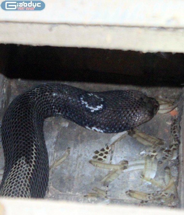 Một con rắn hồ mang bành đang lột da trong những ngày đông giá lạnh. Mỗi con rắn hổ mang bành có trọng lượng lên đến 3 - 4kg này nếu sổng ra sẽ là mối nguy hiểm cực lớn với người dân. Mỗi quả trứng rắn có giá bán lên đến 270.000 đồng - 300.000 đồng.